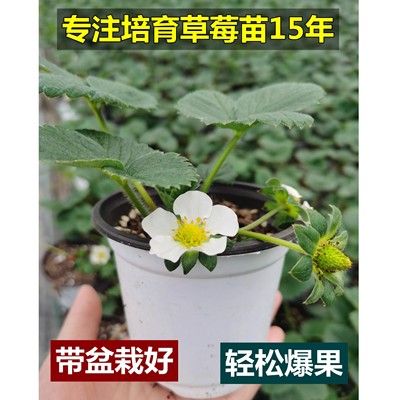 草莓苗原盆原土盆栽秋冬季奶油种子种植四季草莓秧苗大食用秧草梅