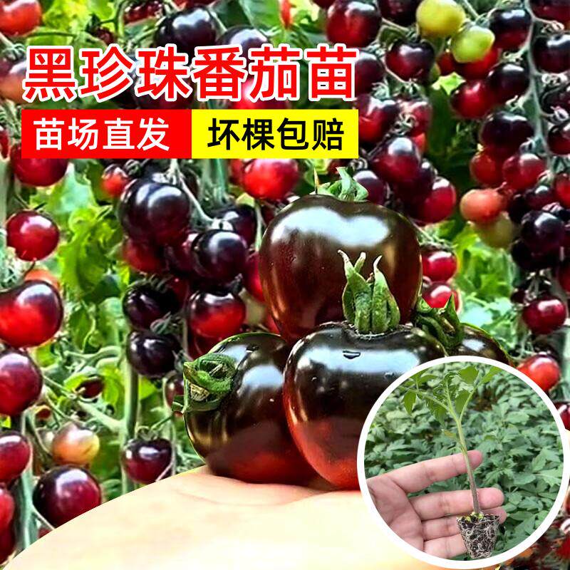 黑珍珠番茄秧苗幼苗四季盆栽黑色西红柿苗种籽子南方阳台盆栽水果