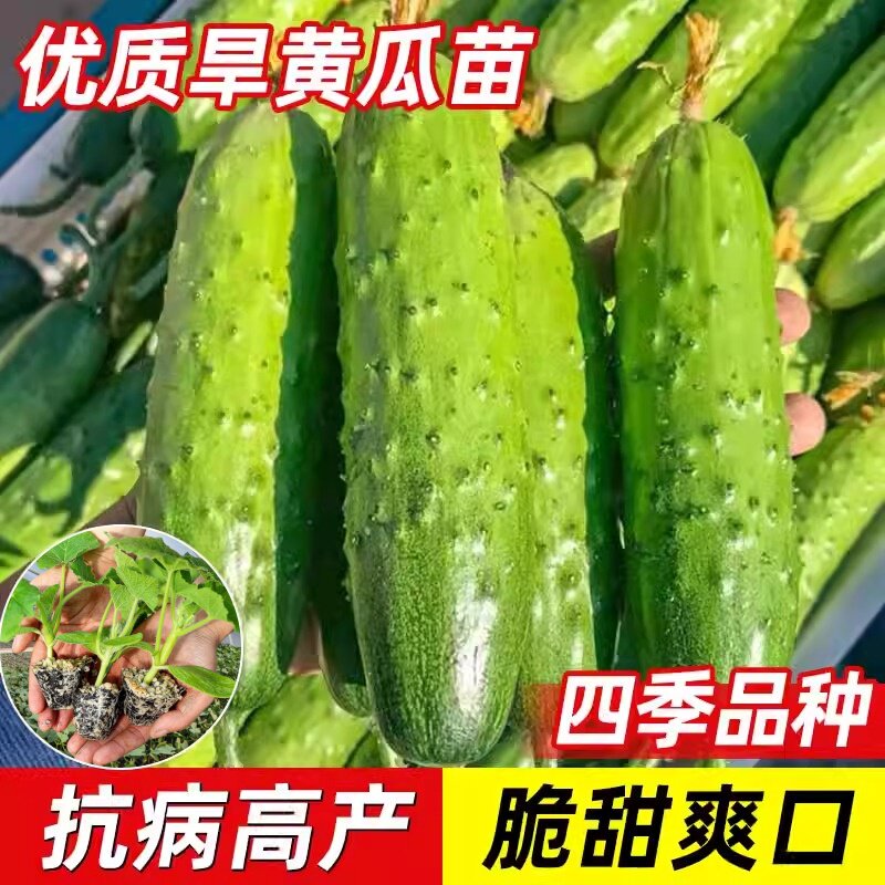 旱黄瓜苗东北老秋黄瓜秧苗蔬菜籽种四季高产水果小黄瓜阳台盆栽