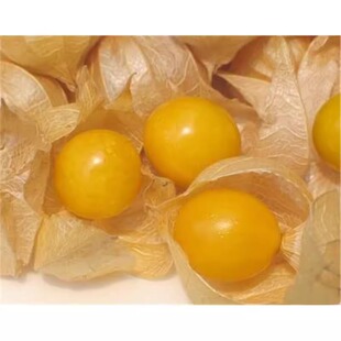 金姑娘种子野生水果黄姑娘种子花姑娘灯笼果种子四季特种蔬菜种子