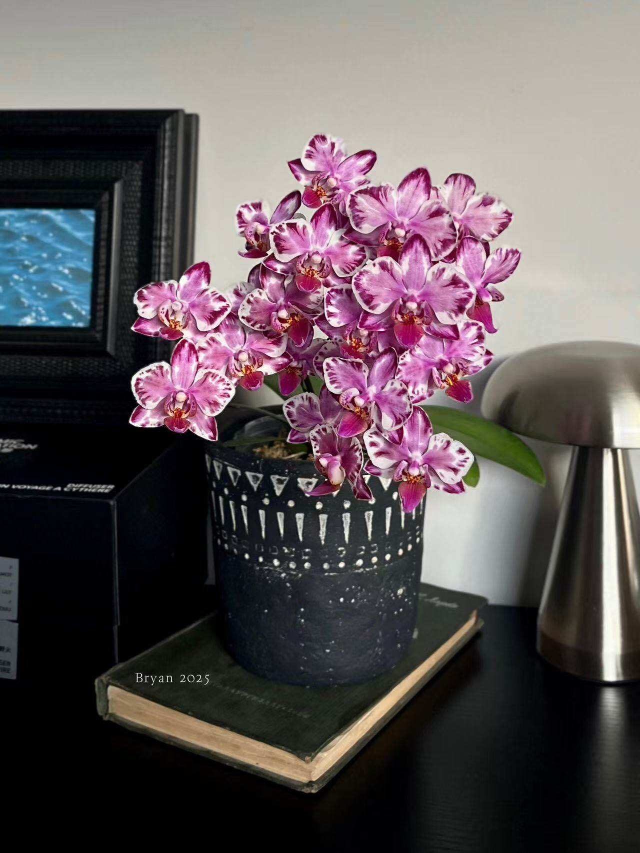 万花筒蝴蝶兰2.8花苗带花剑室内客厅绿植盆栽浓香型花卉四季开花