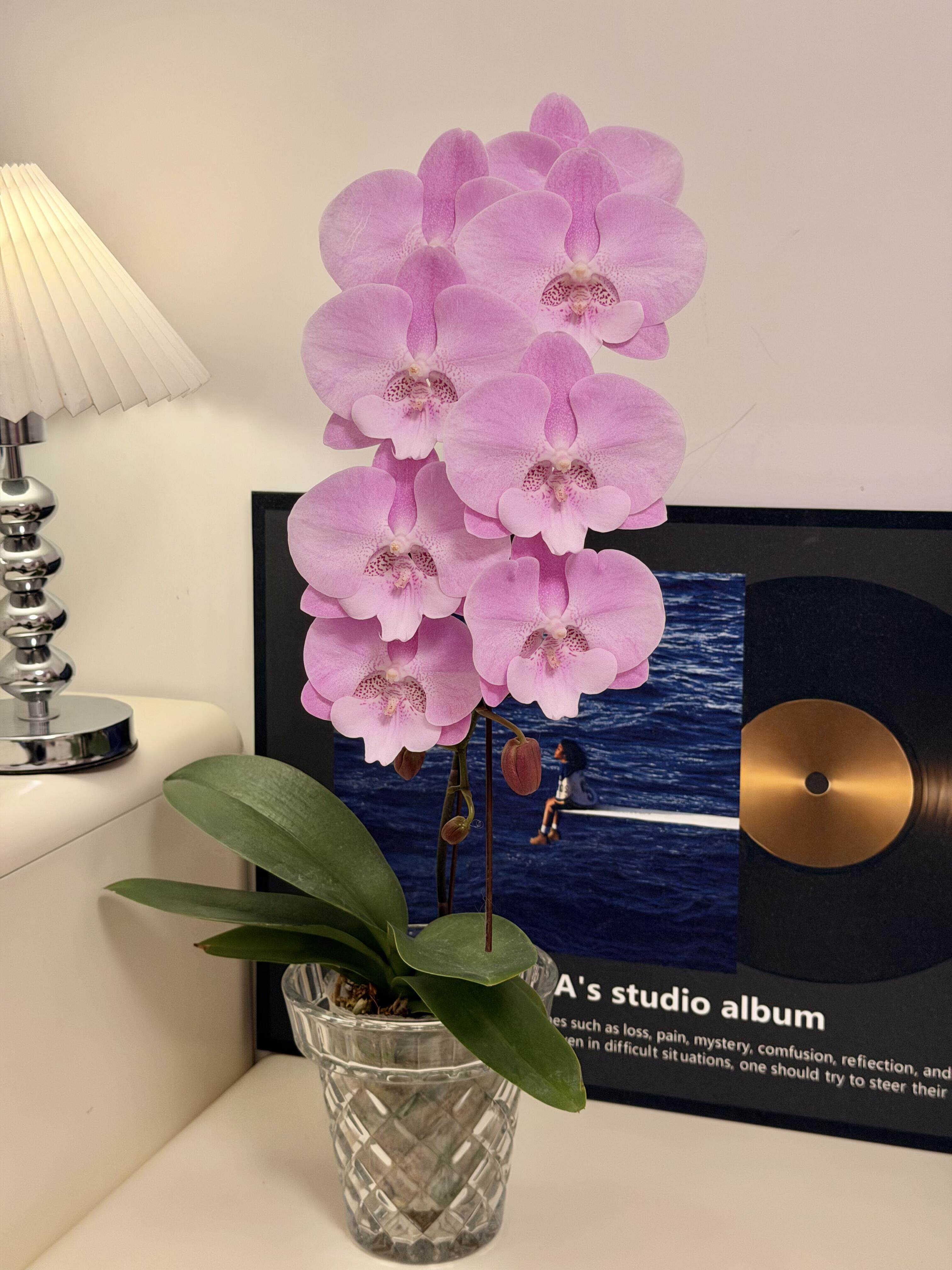 【梦幻芭比】蝴蝶兰2.8寸单花剑浓香型花卉盆栽室内四季阳台绿植