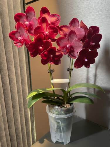 美杜莎蝴蝶兰2.8寸单花剑浓香型花卉盆栽室内四季阳台绿植