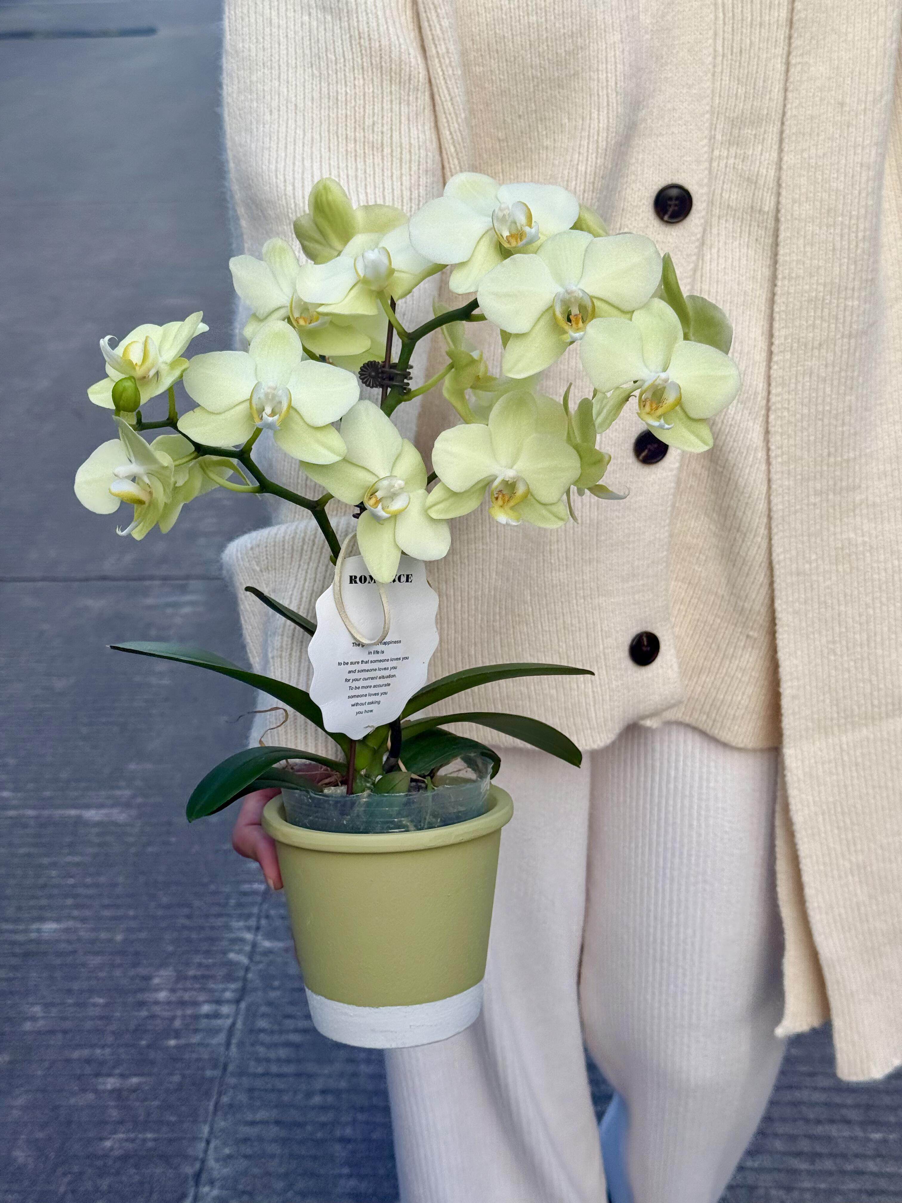 卡利蝴蝶兰2.8寸单花剑浓香型花卉盆栽室内四季阳台绿植绿色系