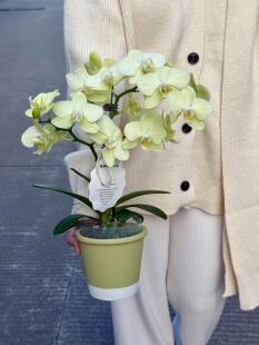 卡利蝴蝶兰2.8寸单花剑浓香型花卉盆栽室内四季阳台绿植绿色系