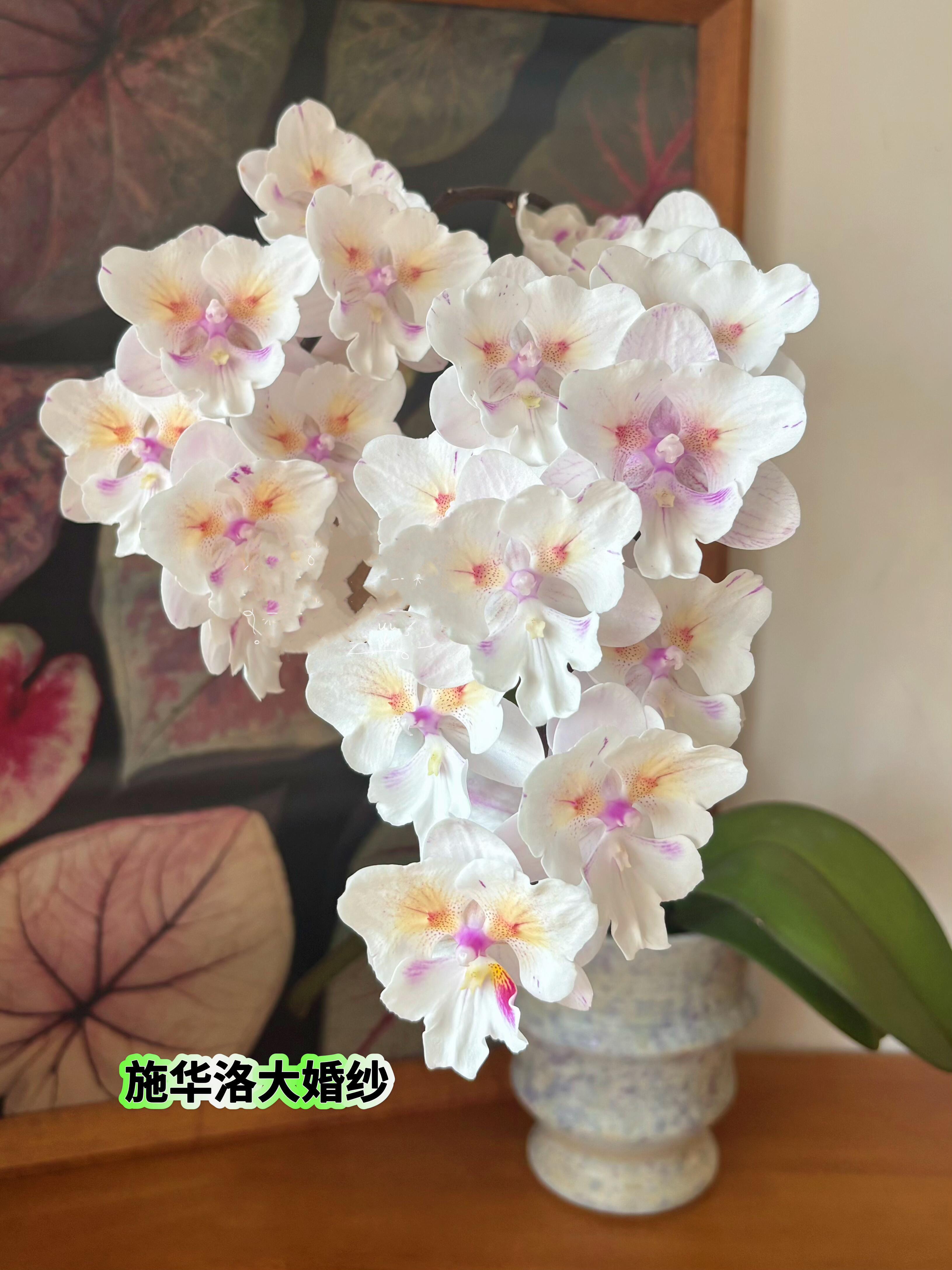 施华洛大婚纱蝴蝶兰2.8寸盆栽带花剑花卉客厅兰花大苗室内植物