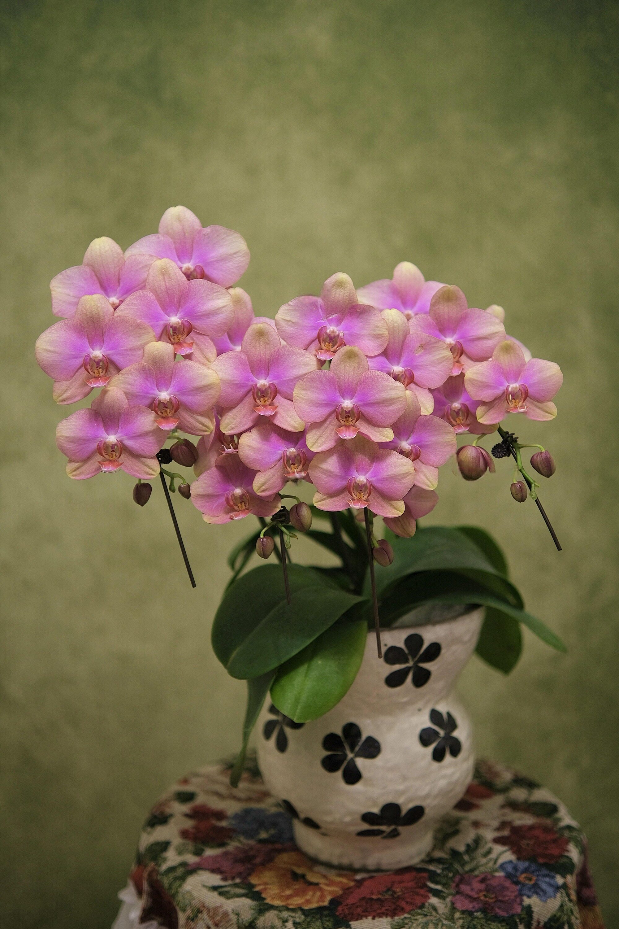 梵高蝴蝶兰2.8寸单花剑浓香型花卉盆栽室内四季阳台绿植