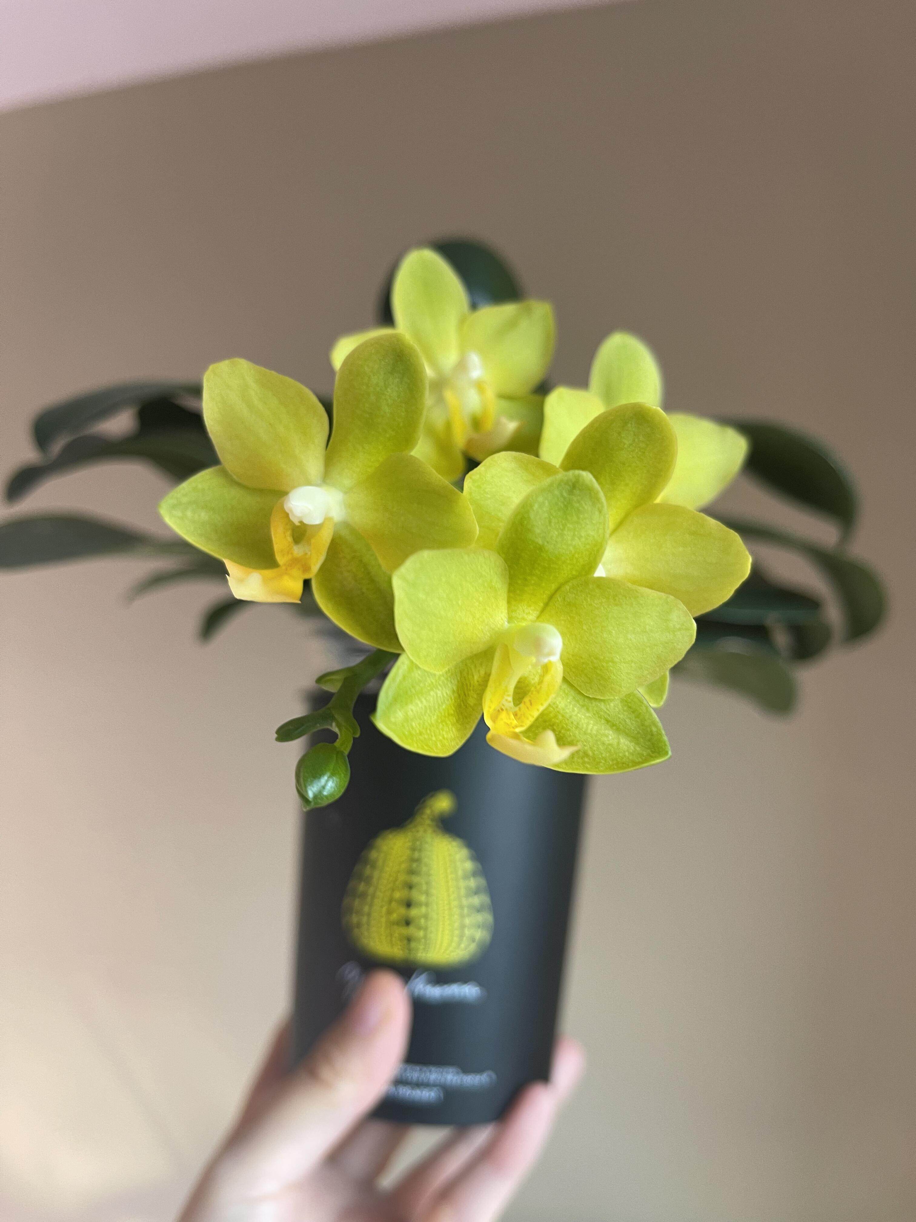 【黄金番茄】蝴蝶兰2.8单花剑室内客厅绿植盆栽四季开花浓香型