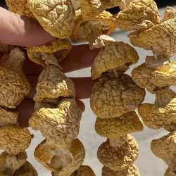 2024青海祁连特产黄蘑菇干货纯野生菌坐月子串绳无硫熏菜/汤配料