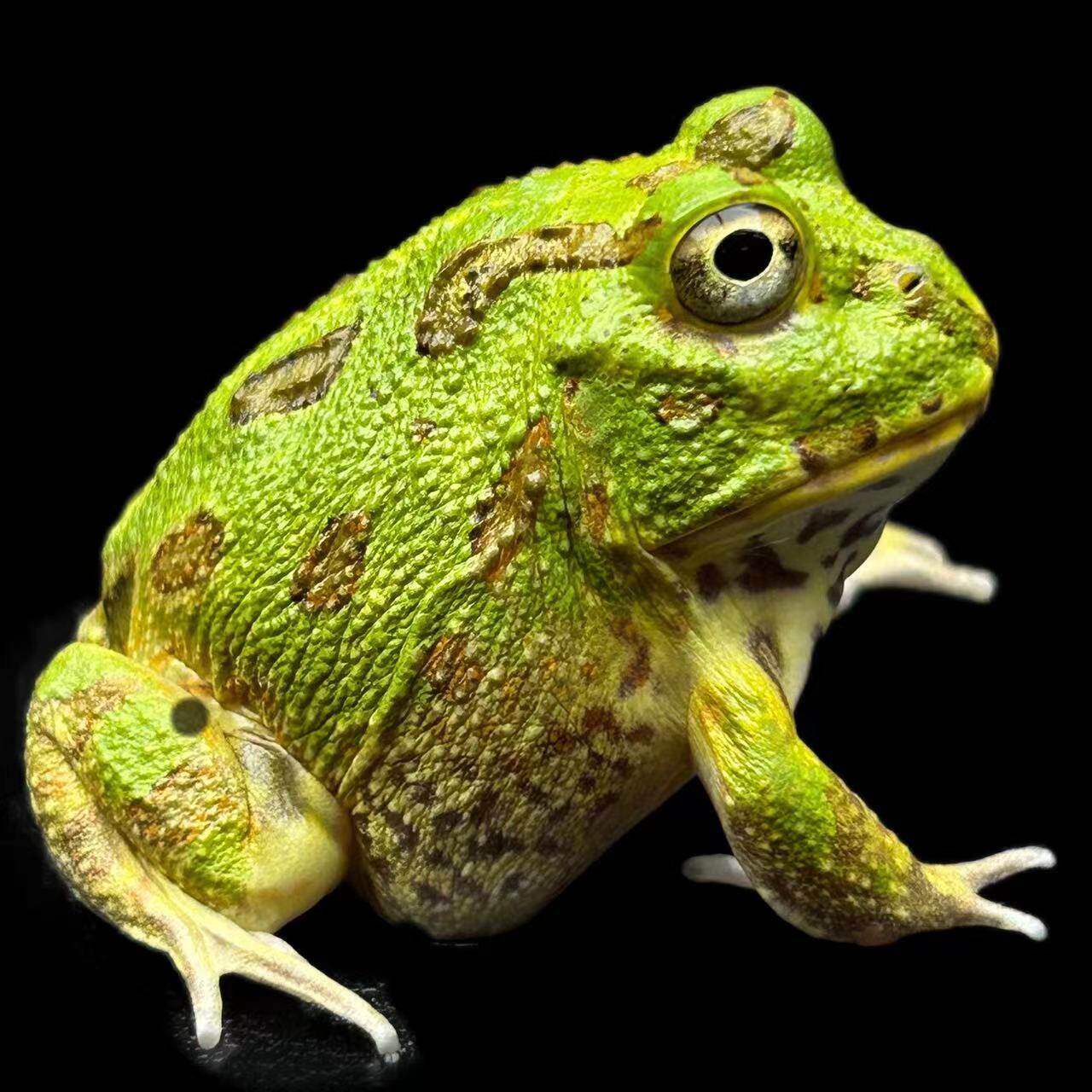 波子角蛙峡谷穴蛙活体宠物青蛙原色双色绿色退纹蓝色波子小体型蛙