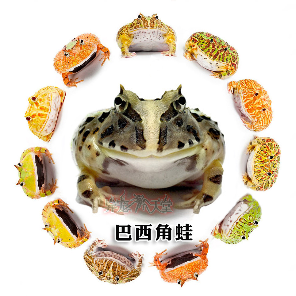 巴西角蛙活体宠物青蛙台湾台巴日本大津善人纯种巴西活物两栖小宠