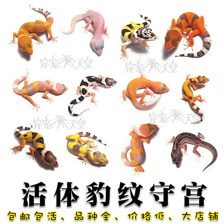 黑夜豹纹守宫新手入门懒人爬宠异宠物温顺可爱阳光萝卜贝尔柠檬霜