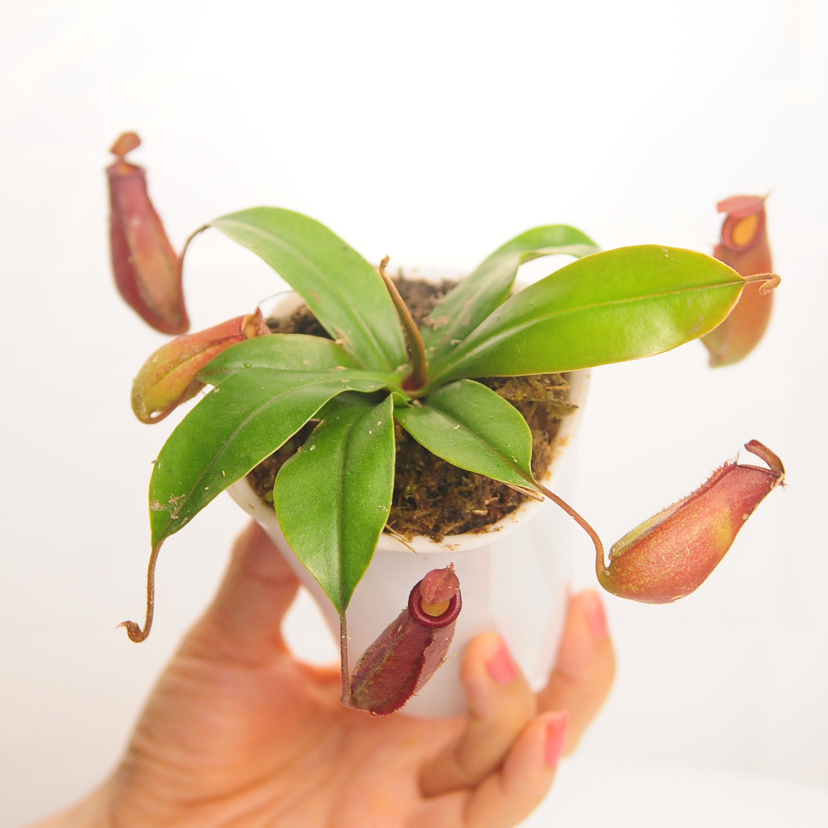 奇趣食虫植物客厅办公室驱蚊除虫图片