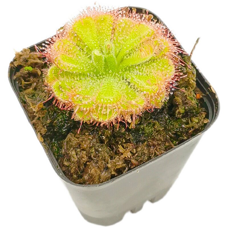 食虫植物客厅阳台办公室奇特自产