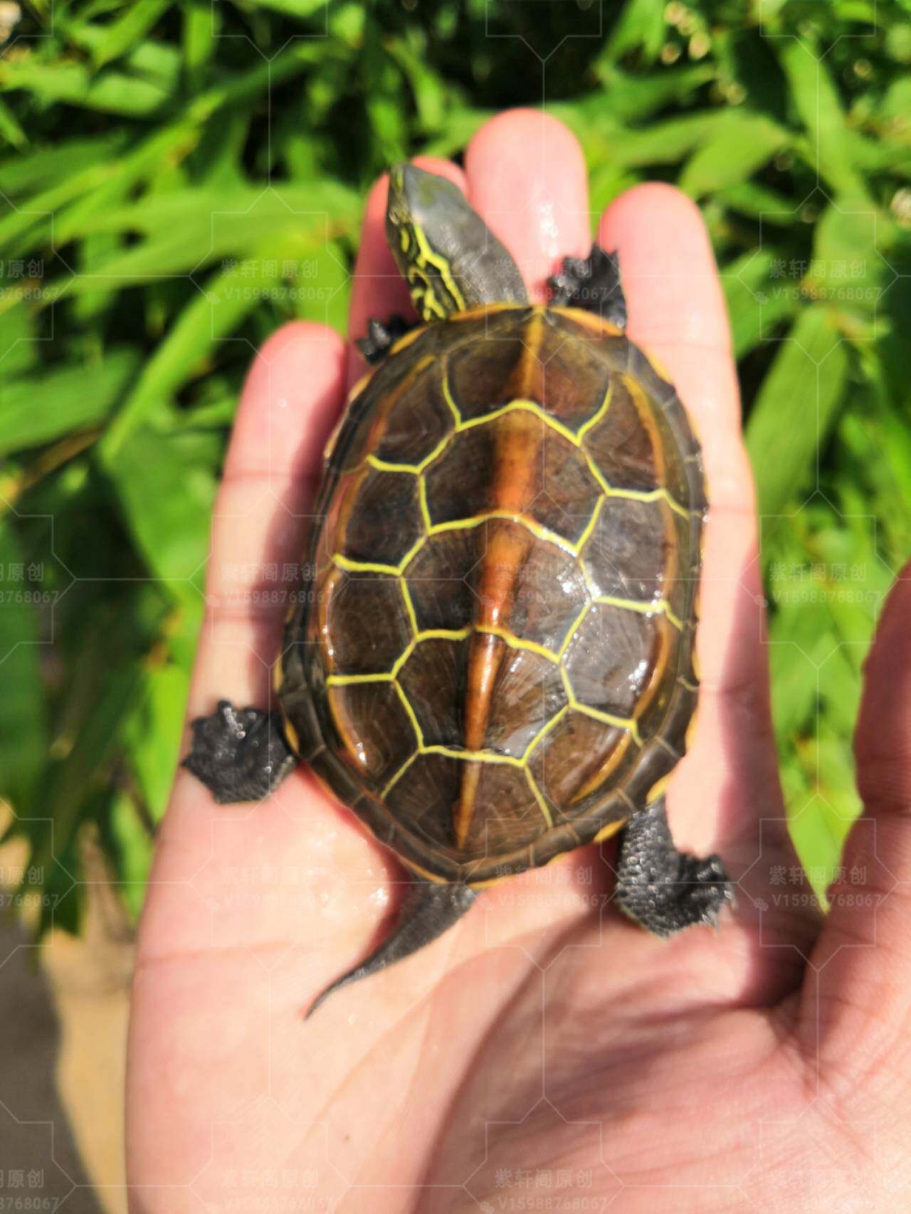正宗中华南通苏北金线草乌龟龟碌纯外塘宠物活体冷水冬眠健康活泼