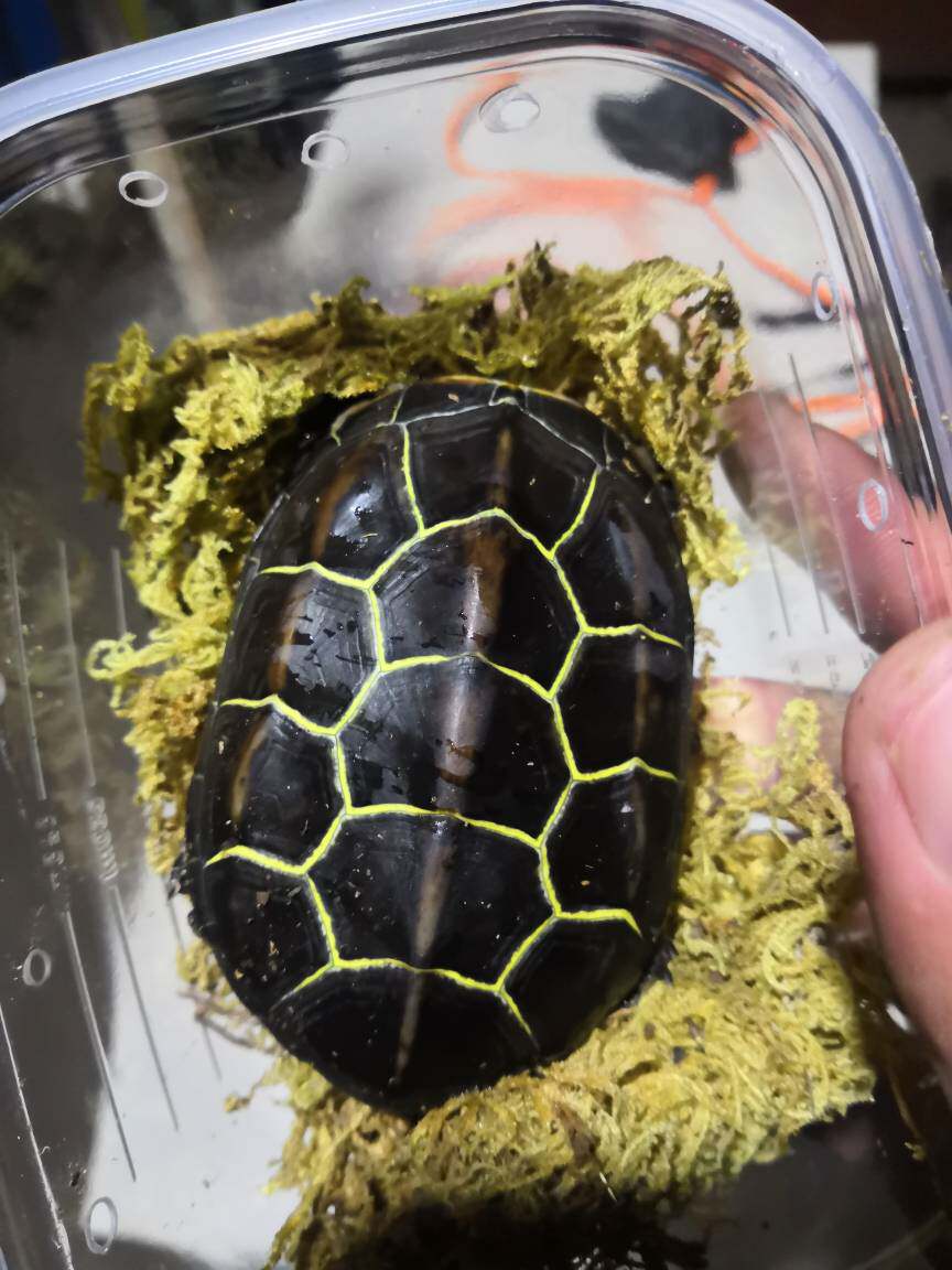 紫轩阁直播链接入口中华南通苏北金线草龟碌试蛋下蛋稳产墨乌龟