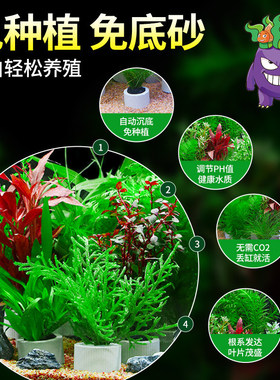 鱼缸水草植物造景摆件全套阴性水培绿植装饰蜈蚣草水榕水草