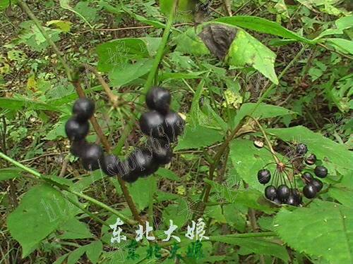 野生原浆刺五加籽