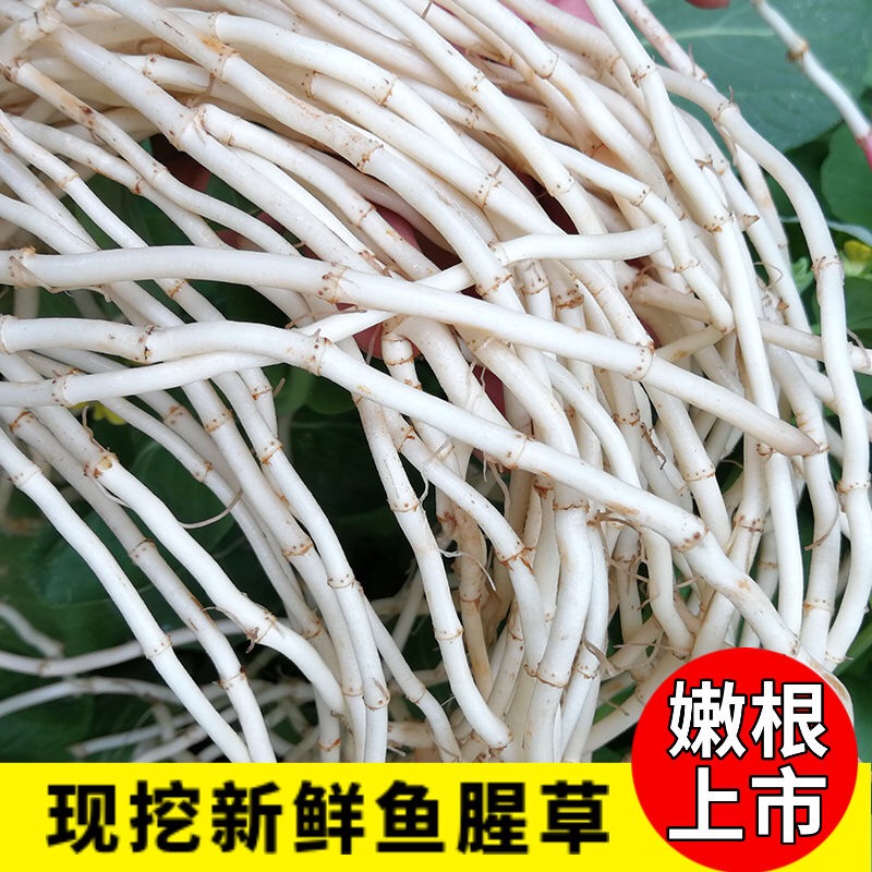 新鲜折耳根 鱼腥草猪鼻孔 凉拌节儿根 新鲜现挖时令蔬菜 250克