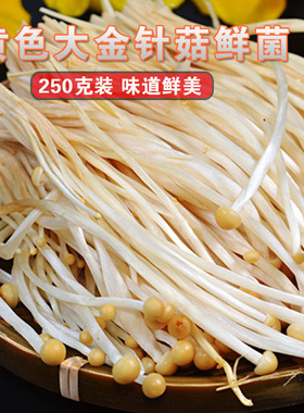 火锅食材 金针菇 新鲜食用菌鲜菌 四川火锅食材 黄色金针菇250克