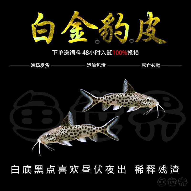 南美白金豹皮鱼倒吊猫大胡子大帆波丽斑马热带鱼慈鲷底栖鱼活体鱼