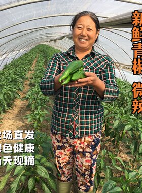 新鲜辣椒青椒生态种植健康食材