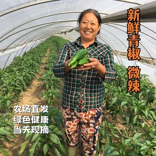新鲜辣椒青椒江苏农家生态种植健康食材菜椒现摘现发时令蔬菜批发