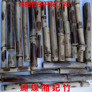 香筒扇子骨架原材料竹节竹筒蝴蝶竹湘妃竹香妃竹子文玩茶宠摆件67