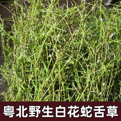 野生白花蛇舌草500g农家无硫药材新货草药材百花蛇舌草另售半枝莲