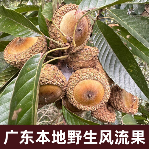 野生风流果500g泡酒料粤北特产