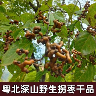 野生拐枣干货拐枣果野生枳棋子金钩子泡酒鸡爪梨万寿果500g克拐角