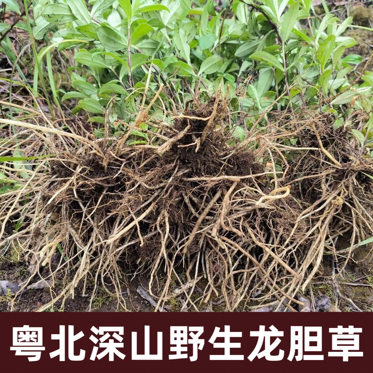 全根野生龙胆草中药材500g苦胆草小叶滇龙胆草黄芩栀子整棵晒干