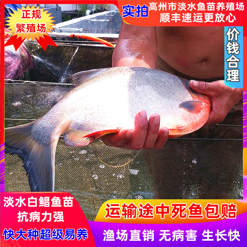 活体淡水白鲳鱼苗 养殖红鲳鱼苗 红腹鲳鱼苗 仓鱼苗