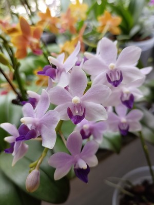 Phal.Tzu Change Sapphire小茴紫 紫式部 蓝宝石 蓝紫色蝶蝴蝶兰