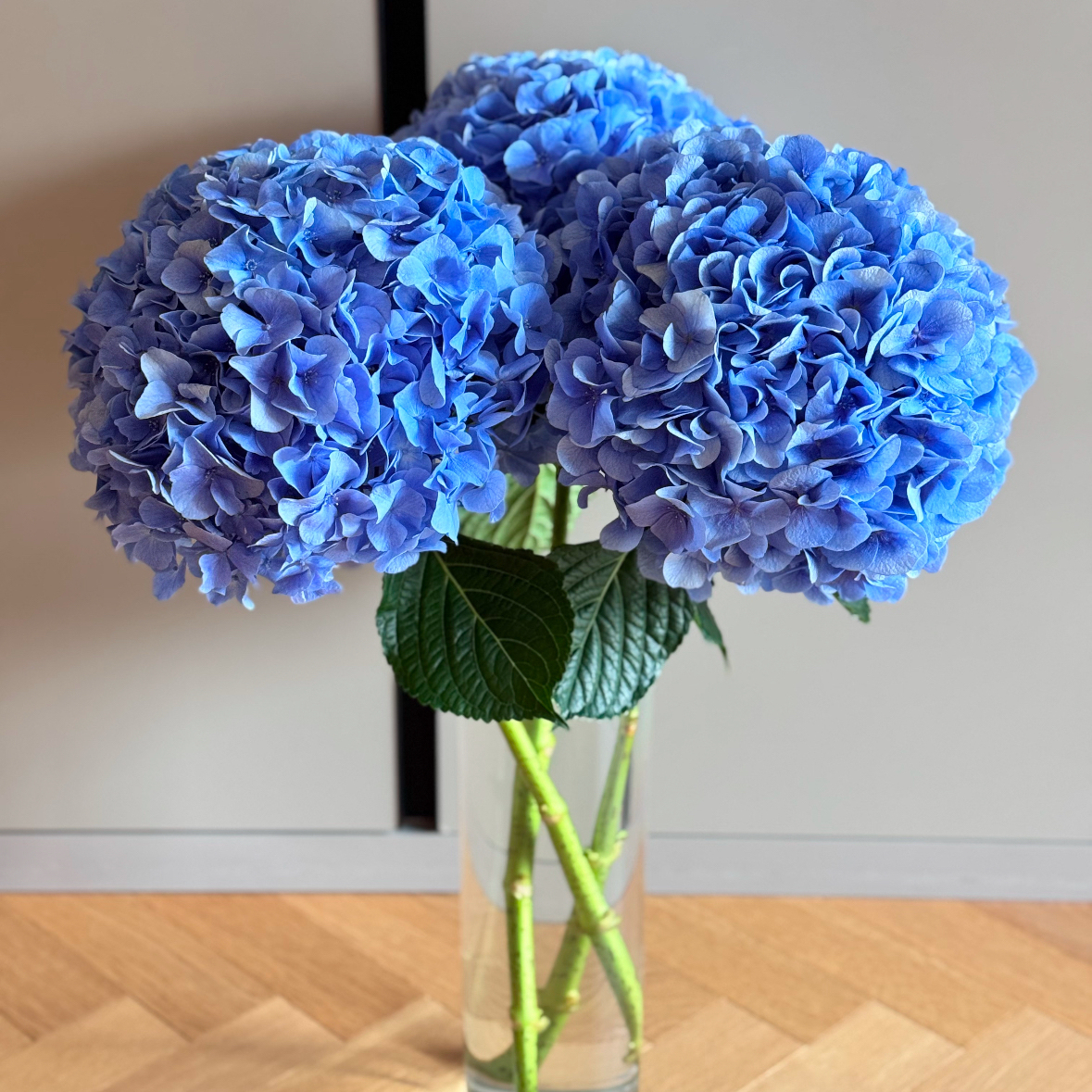 原野先生花园 (1加~2加)混合绣球