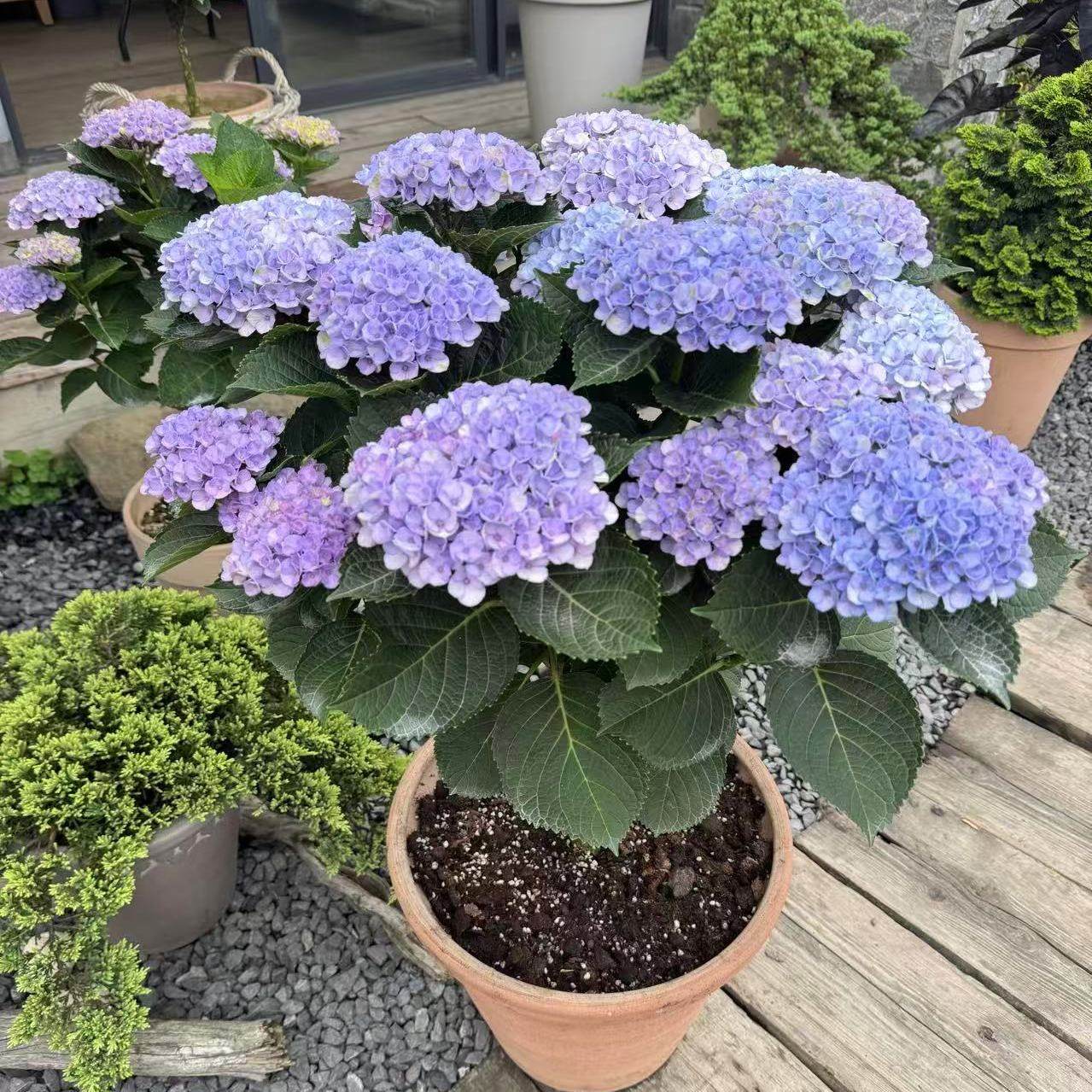 原野先生花园 （棒棒糖混合系列）绣球魔幻革命夏洛特,鲜花速递/花卉仿真/绿植园艺,绣球/木绣球/木本植物,淘宝优惠券,粉丝福利购,淘宝优惠卷