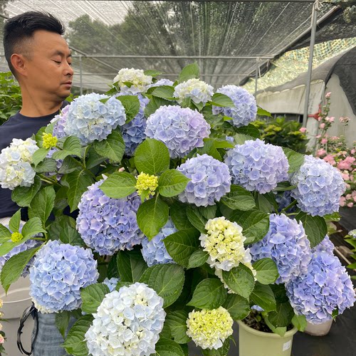 原野先生花园 艾丽绣球 根据土壤酸碱度变色，生花苞发货