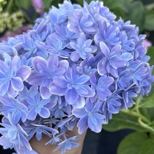 原野先生花园（2加仑 万华镜）仙气绣球阳台可调色多变重瓣花花