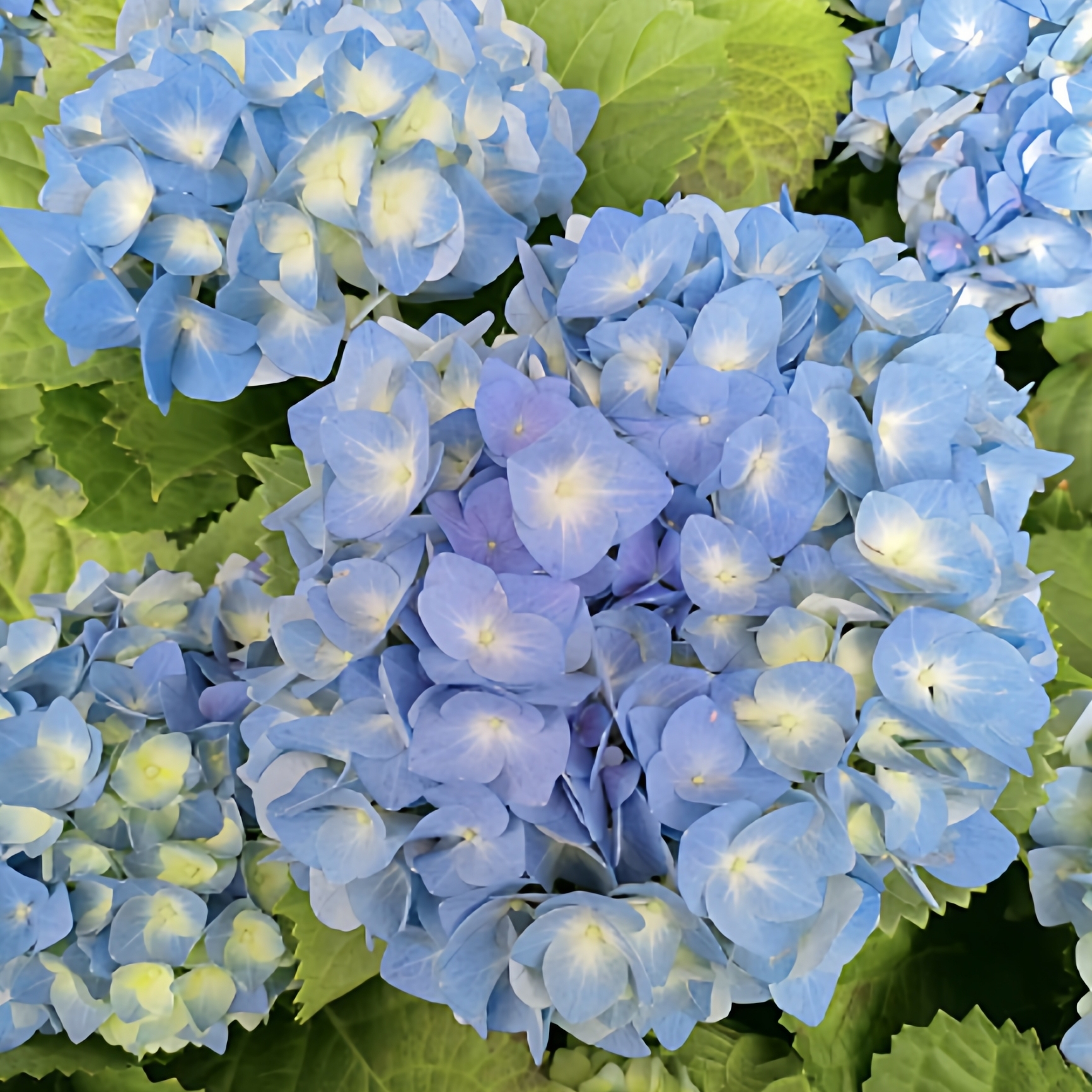 原野先生花园（2加仑 贝拉）阳台庭院盆栽地栽绣球植物