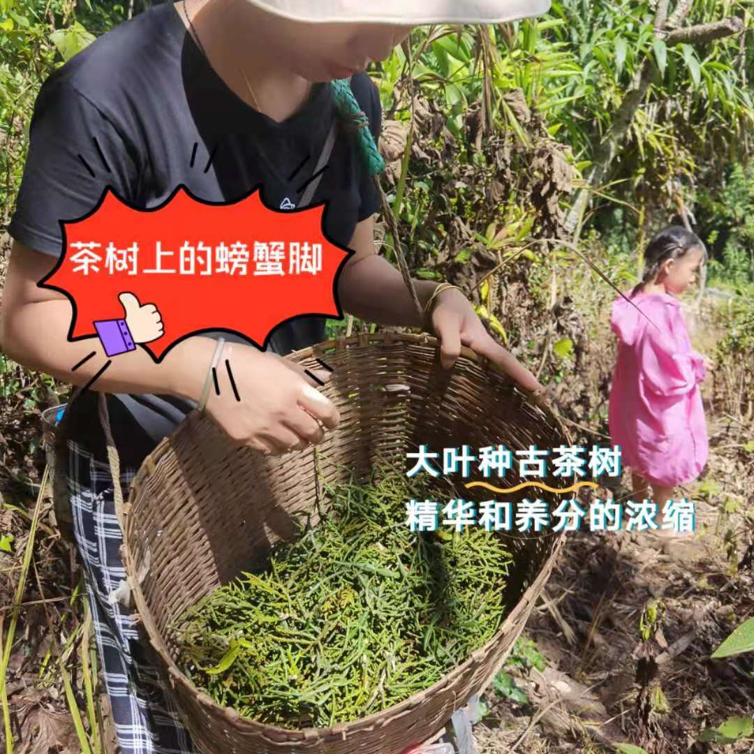 2021年云南勐海大叶种乔木古茶树