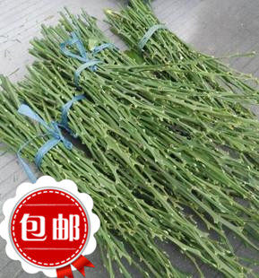 象山青枝条 甘平嫁接500元每农技服务