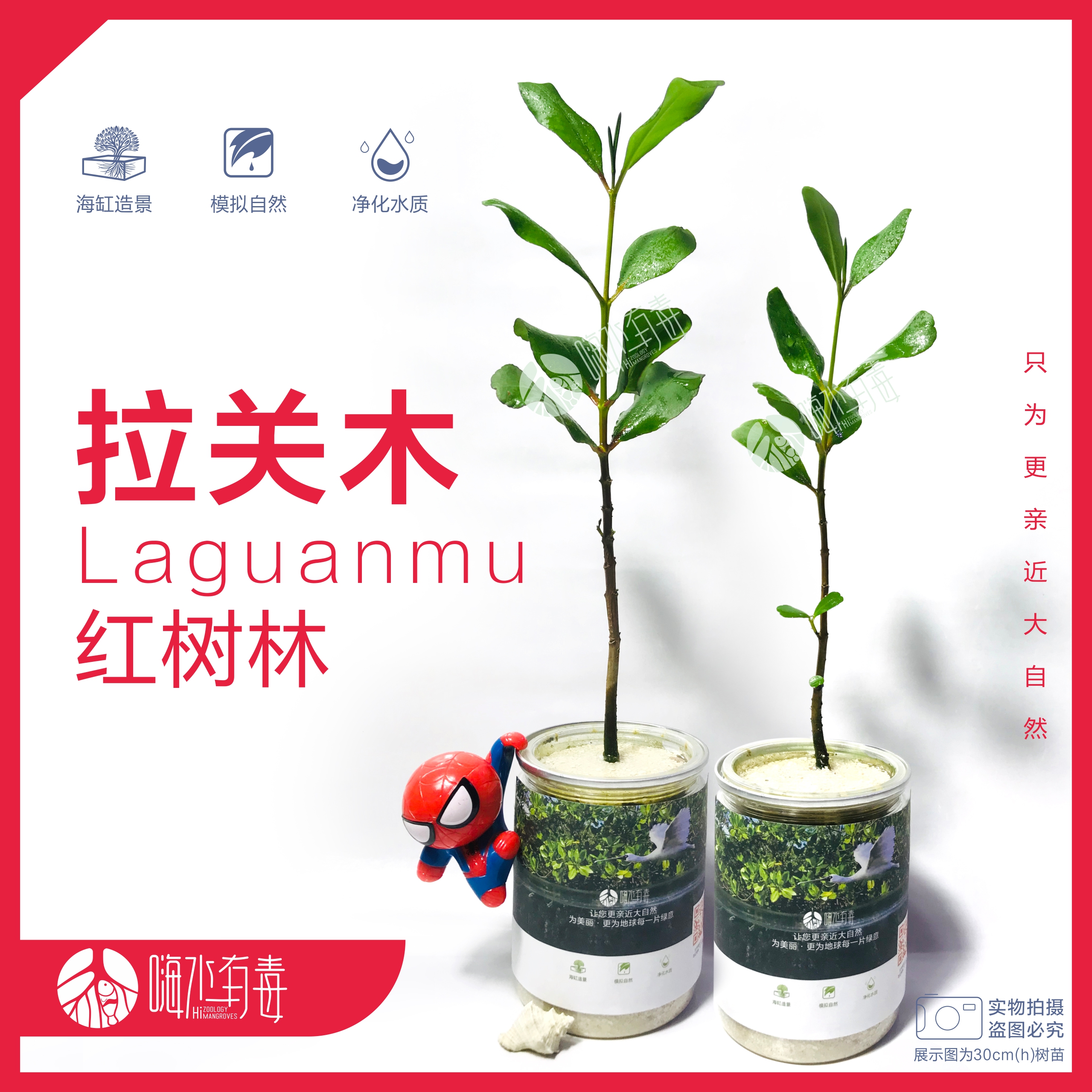 拉关木红树造景植物红树苗