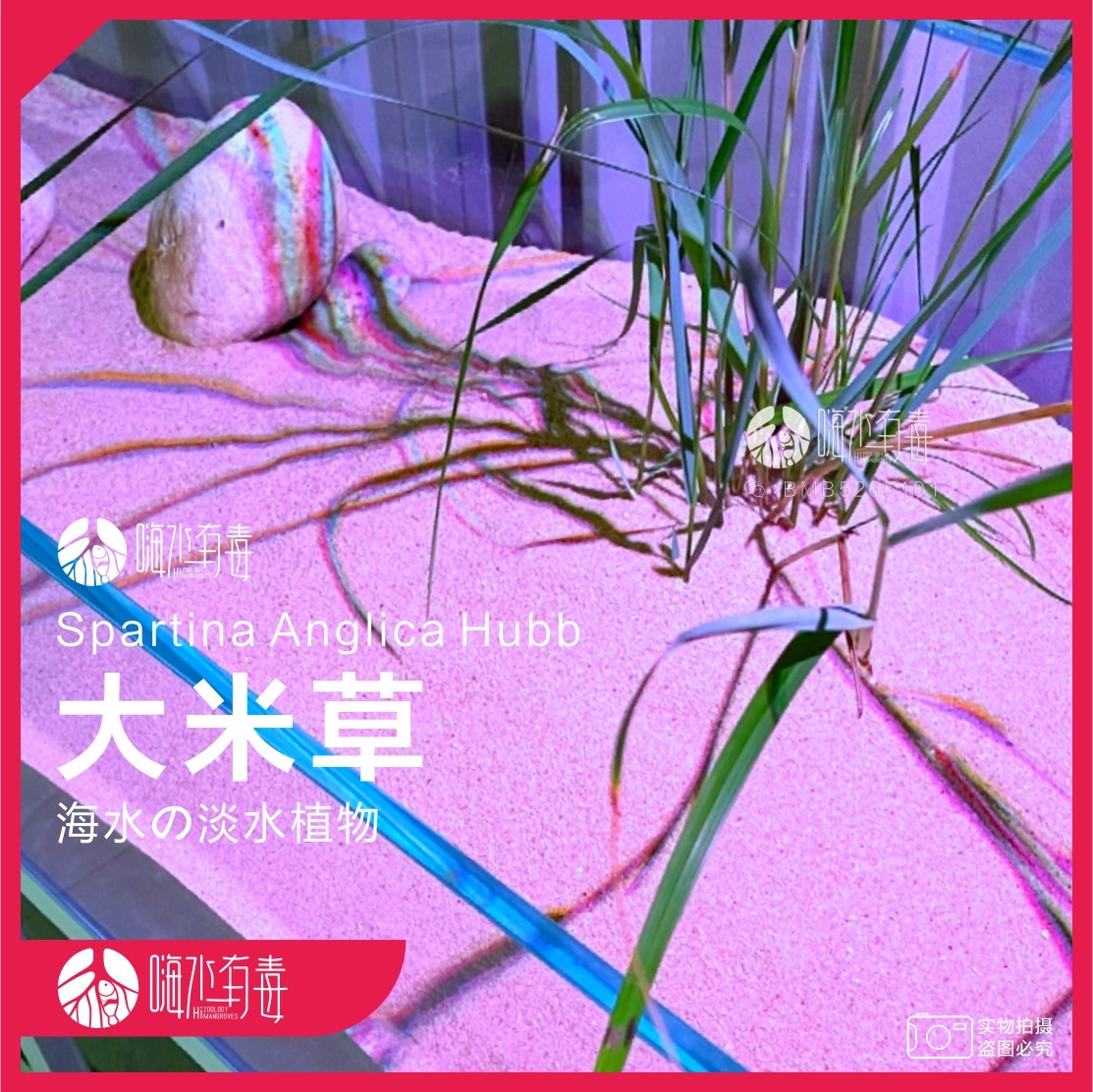 大米草 海芦苇 相互米草 海草 海水植物 鱼缸造景 嗨水有毒