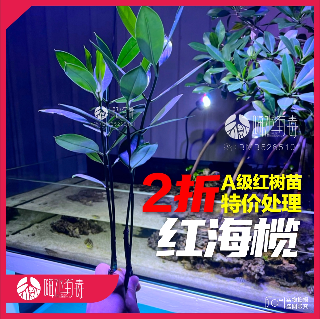 红树种子造景植物海水红树苗