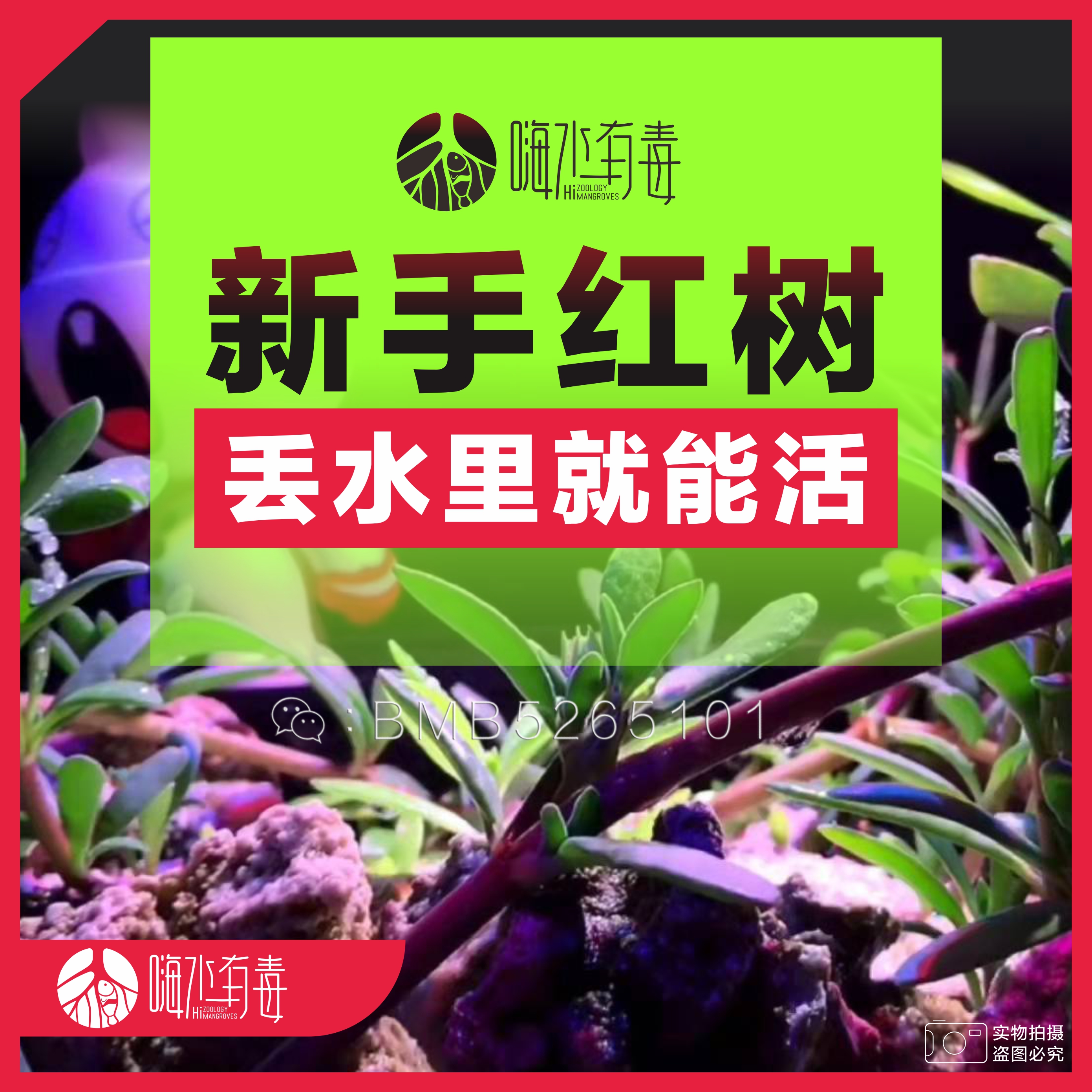 红树苗 海水红树 厚沙系统 海缸造景 净化水质 红树海水 嗨水有毒