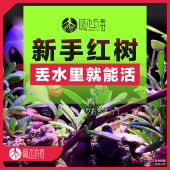 海水红树 红树海水 厚沙系统 净化水质 嗨水有毒 海缸造景 红树苗