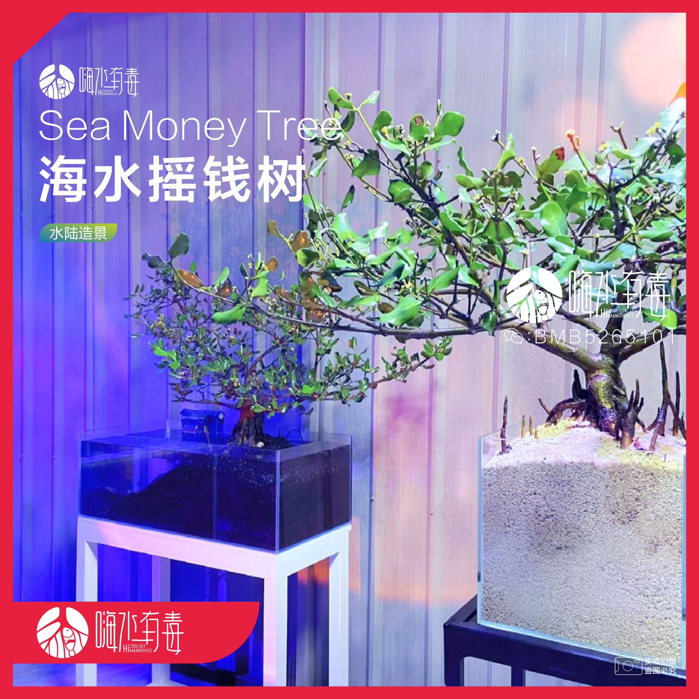 白骨树苗植物造景嗨水有毒