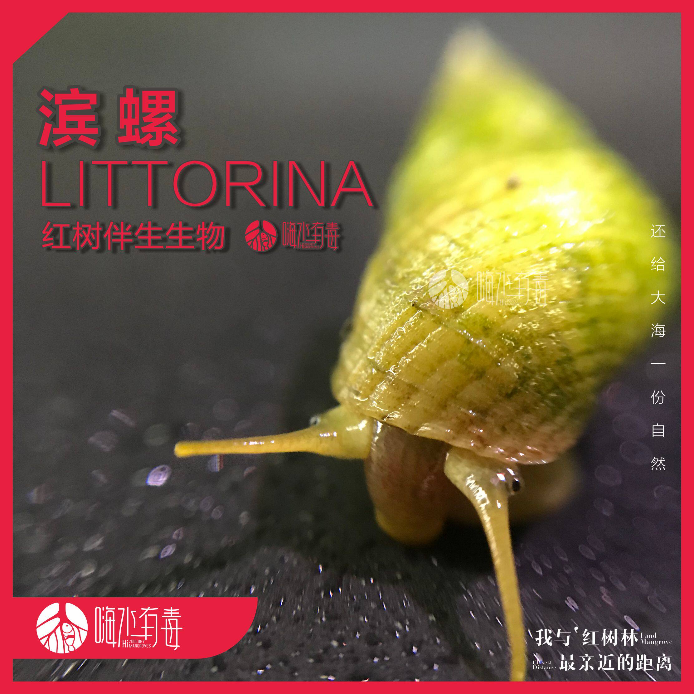 滨螺 红树伴生生物 海水螺 活体 食藻螺 宠物 红树林 嗨水有毒