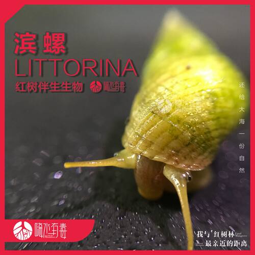 红树伴生生物海水活体