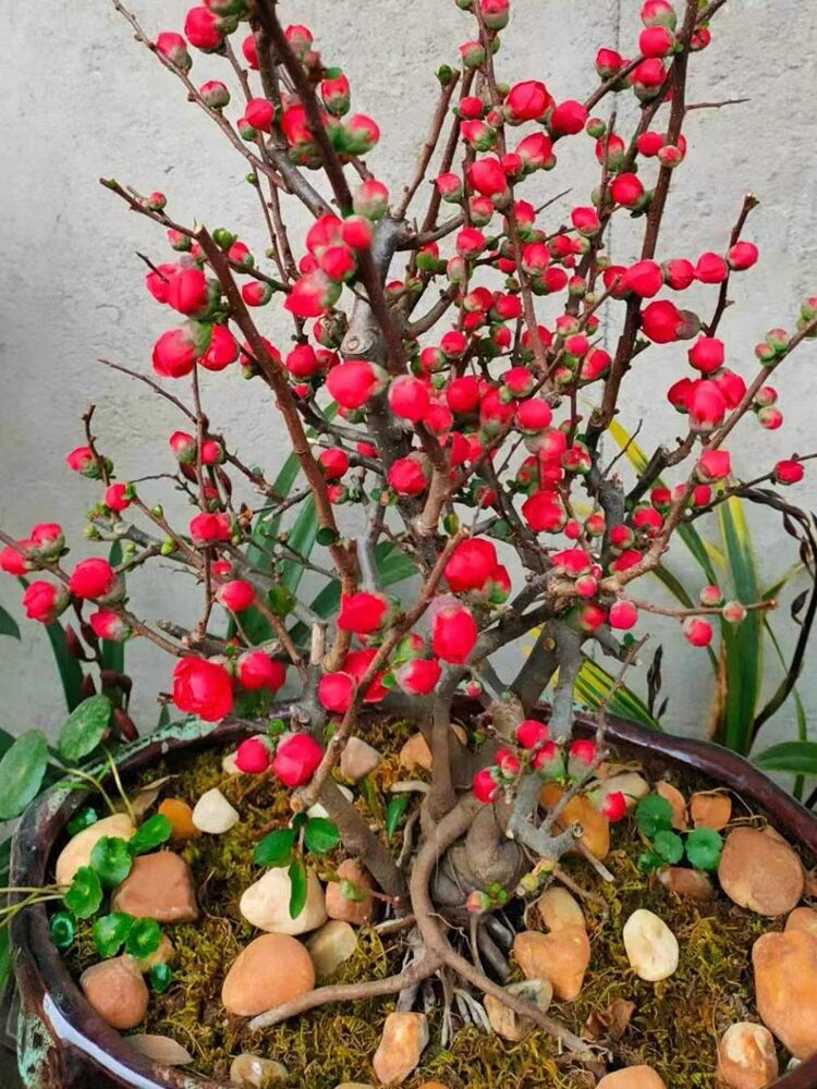 原生日本长寿冠海棠盆景南北方重瓣花盆栽植物四季室内外好养耐寒